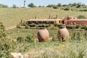 Top Algarve wedding venues in 2026. A wedding ceremony set between lush grapevine rows at Arvad Winery, with a simple wooden arch.