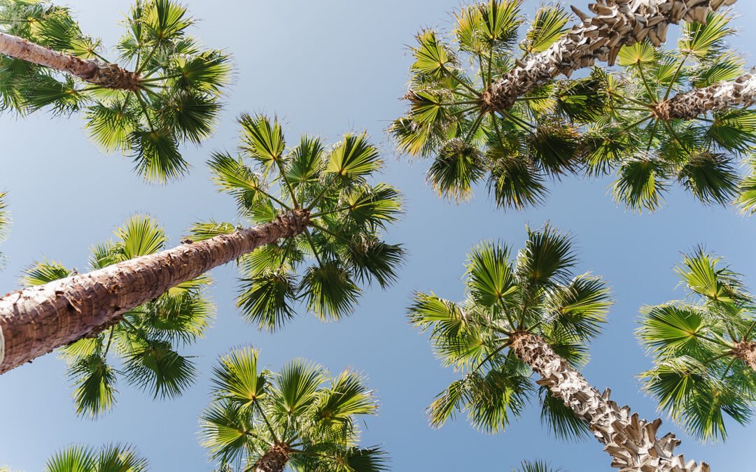 The 10 Best Wedding Venues in Albufeira, Portugal (2026–2028 Guide)