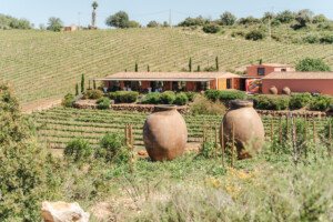 Top Algarve wedding venues in 2026. A wedding ceremony set between lush grapevine rows at Arvad Winery, with a simple wooden arch.